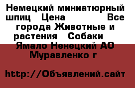 Немецкий миниатюрный шпиц › Цена ­ 60 000 - Все города Животные и растения » Собаки   . Ямало-Ненецкий АО,Муравленко г.